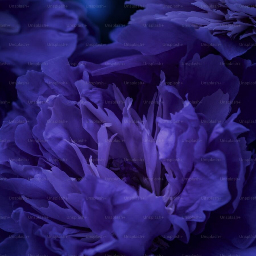 Peony Wax Flower Bouquet