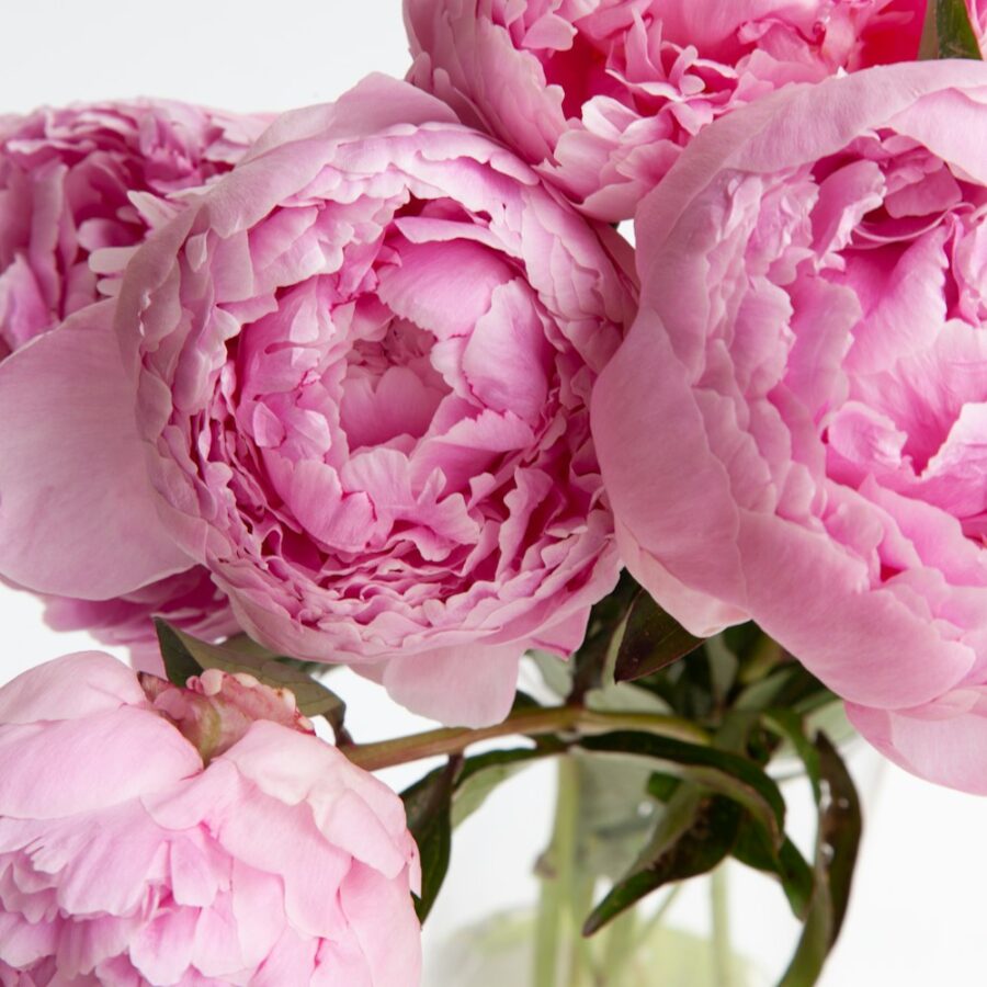 Peony & Rain Candle